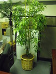 Specialty Items Used Large Artificial Plant